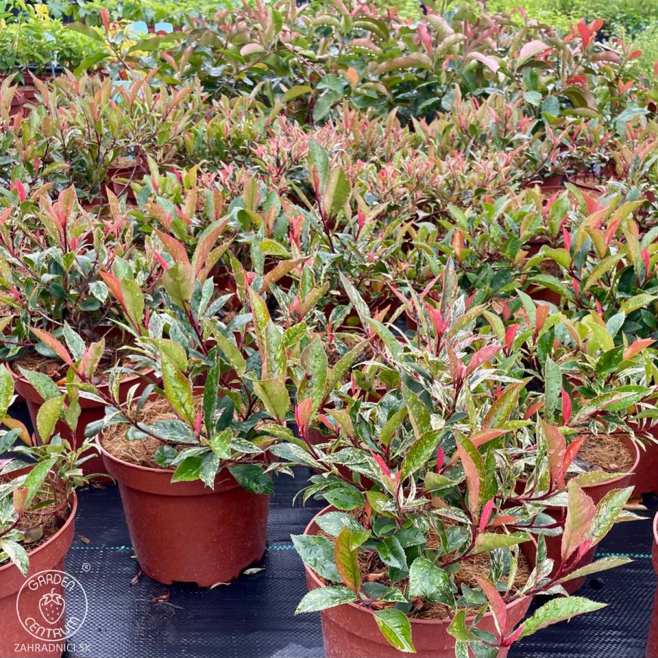 Obrázok Nandina domáca (Nandina domestica) ´FIRE POWER´ - výška 40-50 cm, kont. P13